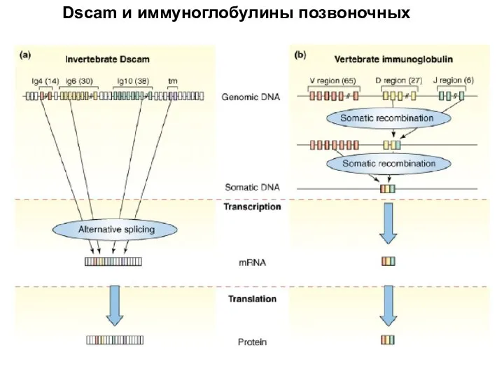 Dscam и иммуноглобулины позвоночных
