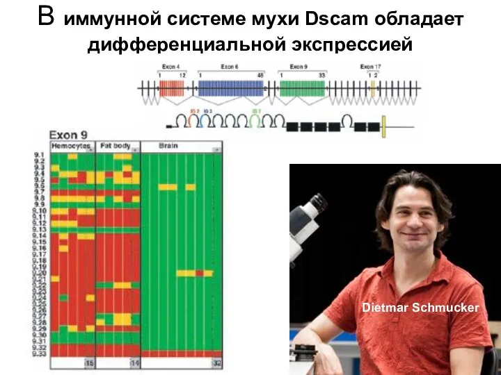 В иммунной системе мухи Dscam обладает дифференциальной экспрессией Dietmar Schmucker