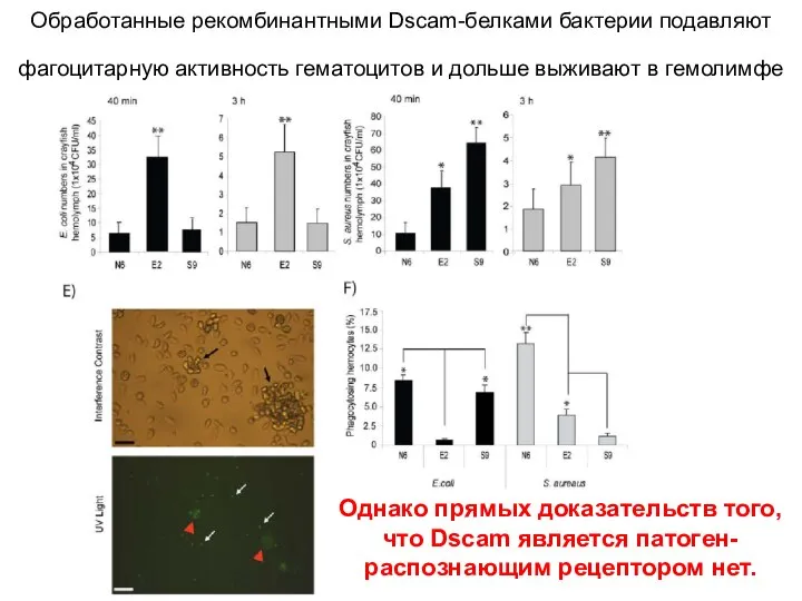 Обработанные рекомбинантными Dscam-белками бактерии подавляют фагоцитарную активность гематоцитов и дольше выживают в