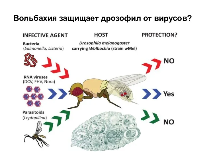Вольбахия защищает дрозофил от вирусов?