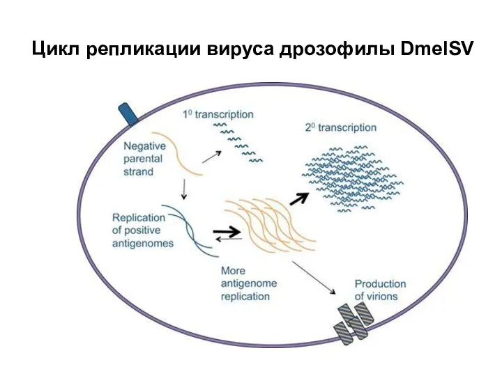 Цикл репликации вируса дрозофилы DmelSV