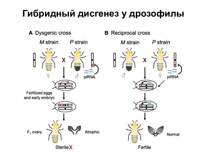 Гибридный дисгенез у дрозофилы