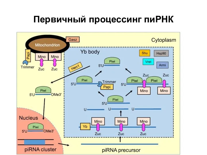 Первичный процессинг пиРНК