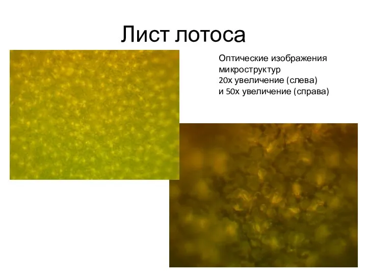Лист лотоса Оптические изображения микроструктур 20х увеличение (слева) и 50х увеличение (справа)