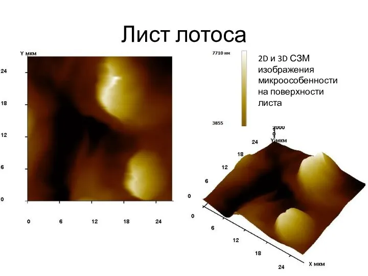 Лист лотоса 2D и 3D СЗМ изображения микроособенности на поверхности листа