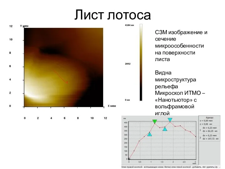 Лист лотоса СЗМ изображение и сечение микроособенности на поверхности листа Видна микроструктура