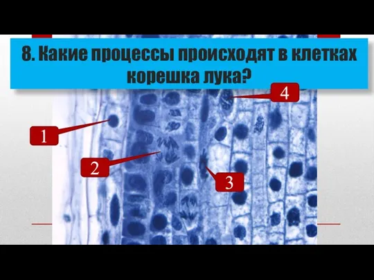 8. Какие процессы происходят в клетках корешка лука? 1 2 4 3