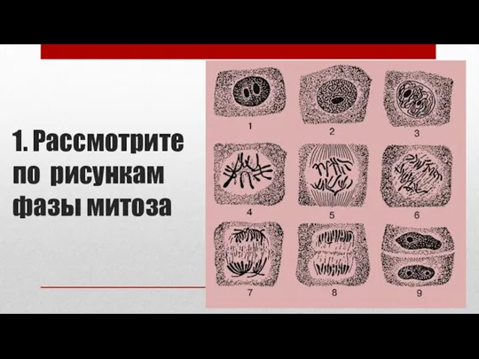 1. Рассмотрите по рисункам фазы митоза