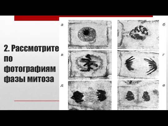 2. Рассмотрите по фотографиям фазы митоза