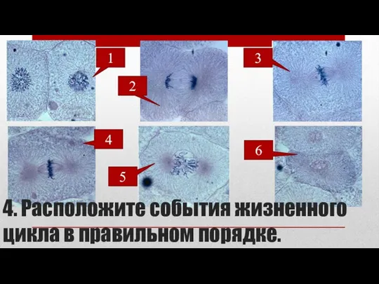 4. Расположите события жизненного цикла в правильном порядке. 1 5 4 2 3 6