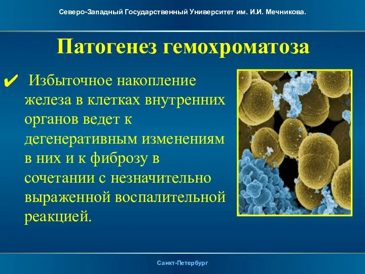 Патогенез гемохроматоза Избыточное накопление железа в клетках внутренних органов ведет к дегенеративным