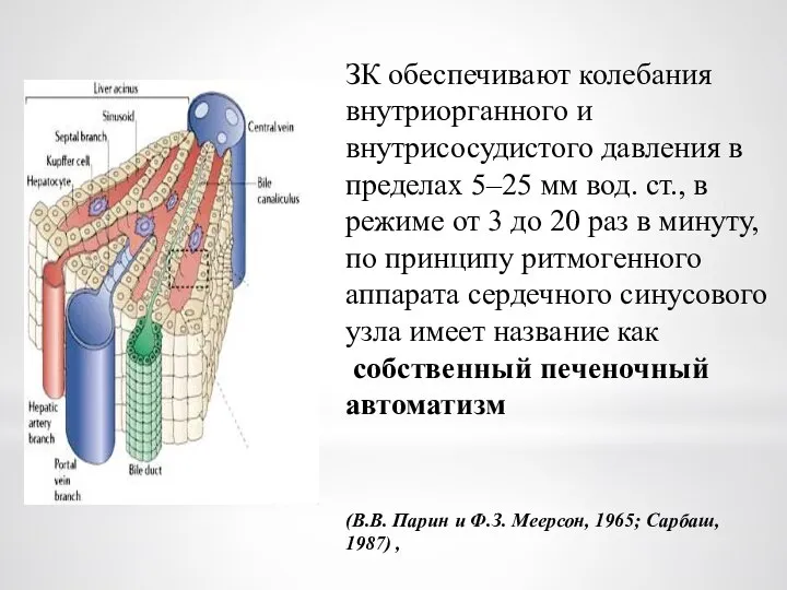 ЗК обеспечивают колебания внутриорганного и внутрисосудистого давления в пределах 5–25 мм вод.