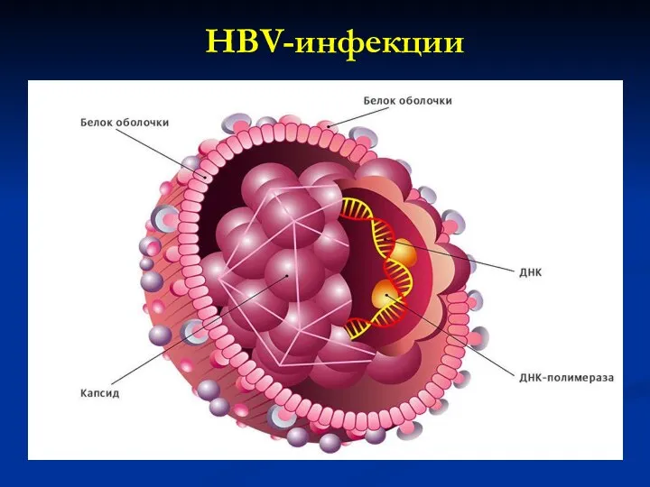 HBV-инфекции