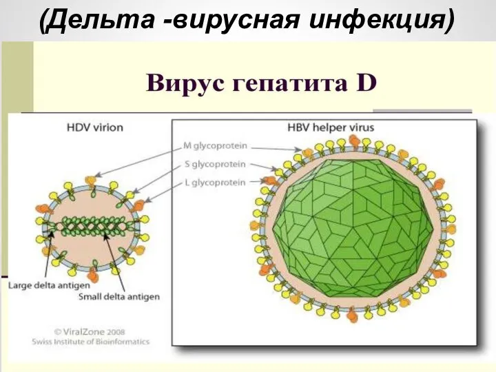 (Дельта -вирусная инфекция)