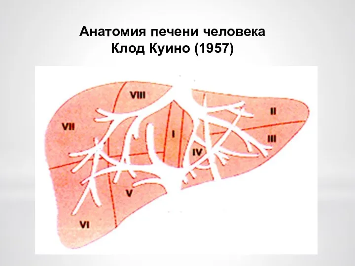 Анатомия печени человека Клод Куино (1957)
