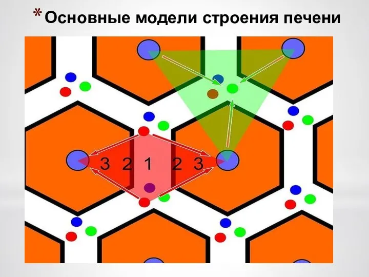 Основные модели строения печени