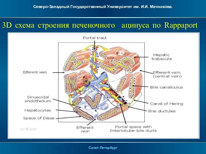 3D схема строения печеночного ацинуса по Rappaport