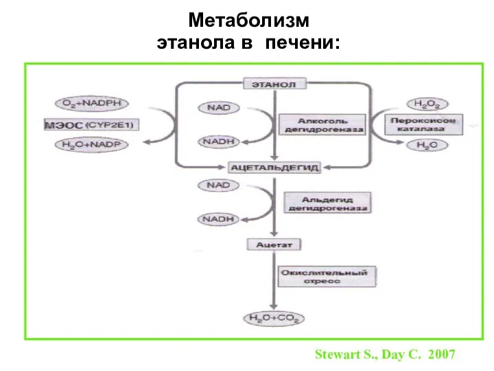 Метаболизм этанола в печени: Stewart S., Day C. 2007