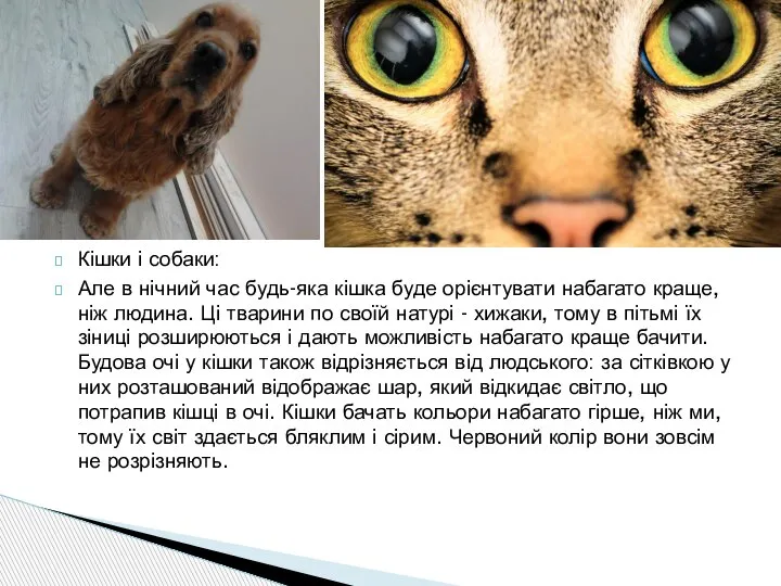 Кішки і собаки: Але в нічний час будь-яка кішка буде орієнтувати набагато