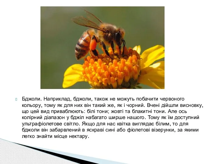 Бджоли. Наприклад, бджоли, також не можуть побачити червоного кольору, тому як для