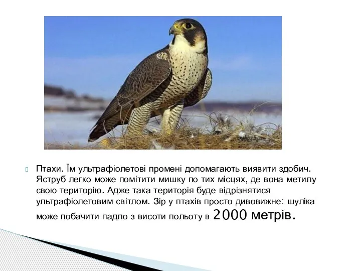 Птахи. Їм ультрафіолетові промені допомагають виявити здобич. Яструб легко може помітити мишку