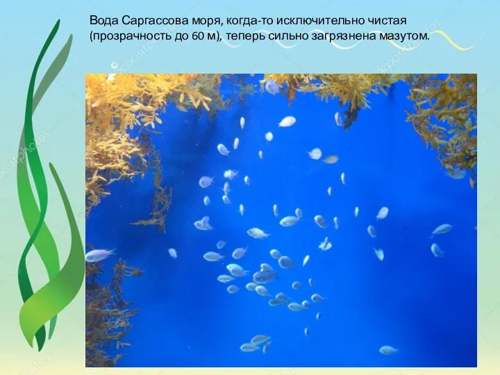 Вода Саргассова моря, когда-то исключительно чистая (прозрачность до 60 м), теперь сильно загрязнена мазутом.