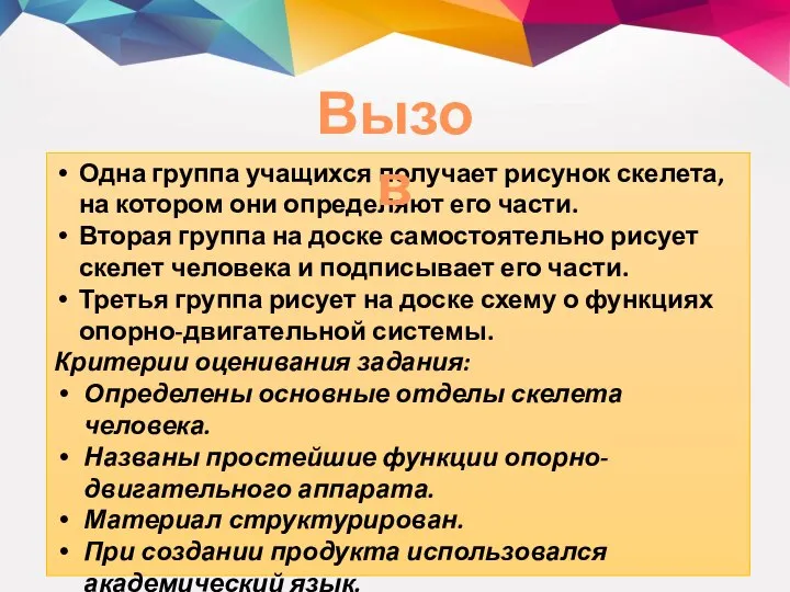 Одна группа учащихся получает рисунок скелета, на котором они определяют его части.