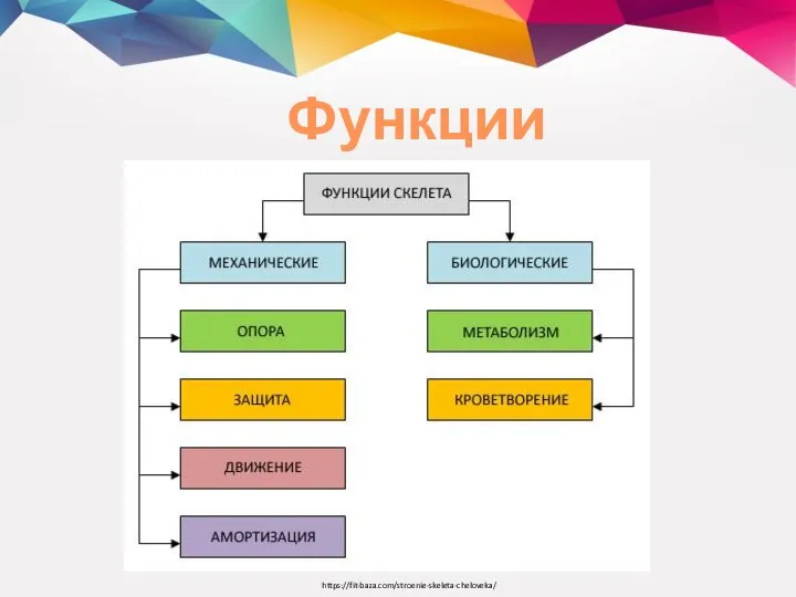 Функции скелета https://fit-baza.com/stroenie-skeleta-cheloveka/