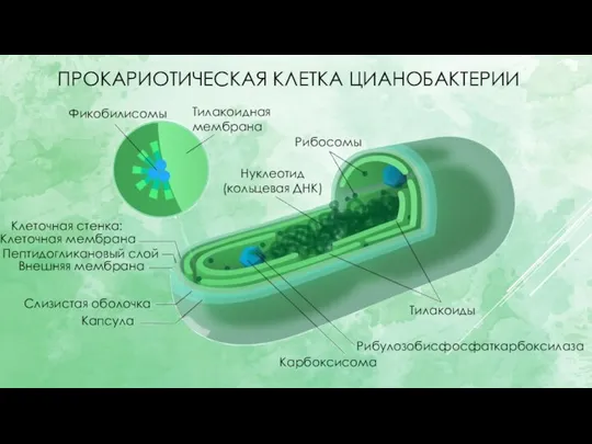 ПРОКАРИОТИЧЕСКАЯ КЛЕТКА ЦИАНОБАКТЕРИИ Нуклеотид (кольцевая ДНК) Рибосомы Рибулозобисфосфаткарбоксилаза Карбоксисома Тилакоиды Клеточная стенка: