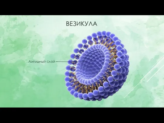 ВЕЗИКУЛА Липидный слой