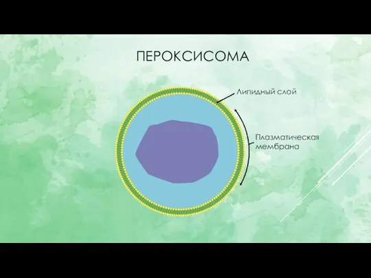 ПЕРОКСИСОМА Липидный слой Плазматическая мембрана