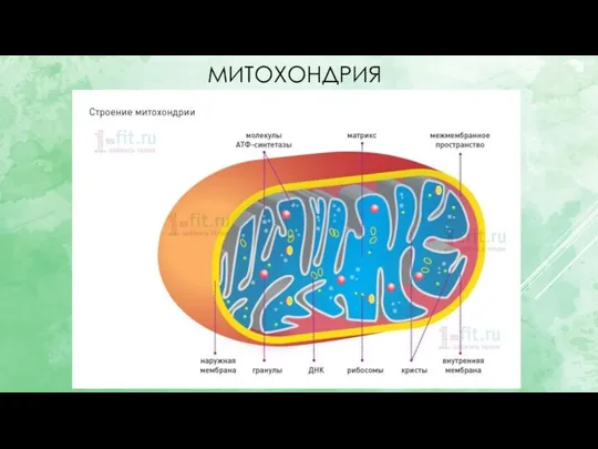 МИТОХОНДРИЯ