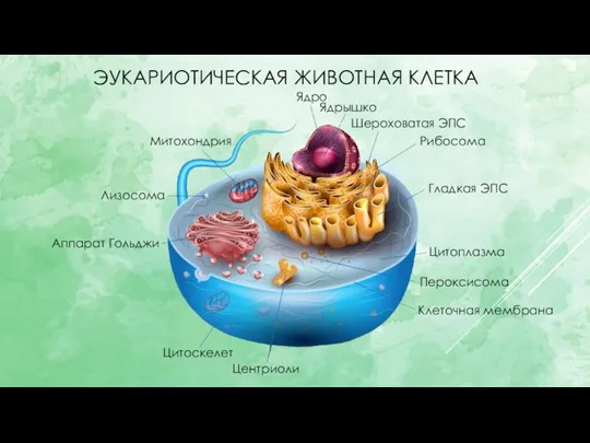 ЭУКАРИОТИЧЕСКАЯ ЖИВОТНАЯ КЛЕТКА Рибосома Ядрышко Ядро Лизосома Митохондрия Аппарат Гольджи Цитоскелет Центриоли