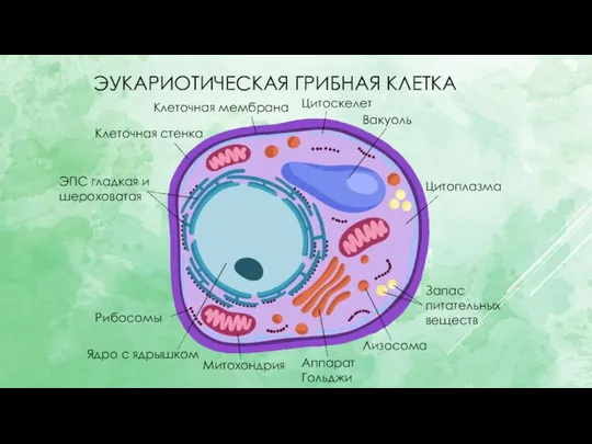 ЭУКАРИОТИЧЕСКАЯ ГРИБНАЯ КЛЕТКА Цитоскелет Ядро с ядрышком Клеточная мембрана Аппарат Гольджи Лизосома