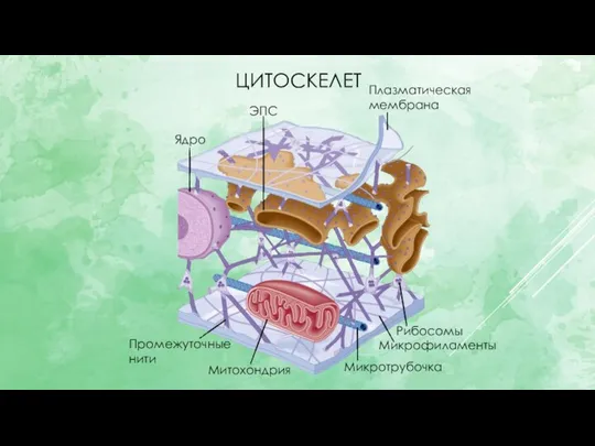 ЦИТОСКЕЛЕТ Промежуточные нити Микротрубочка Микрофиламенты Ядро Плазматическая мембрана ЭПС Митохондрия Рибосомы