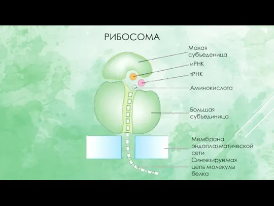 РИБОСОМА Синтезируемая цепь молекулы белка Мембрана эндоплазматической сети иРНК тРНК Аминокислота Большая субъединица Малая субъеденица