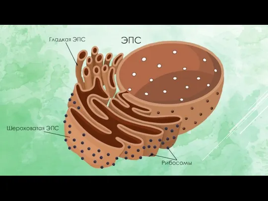 ЭПС Гладкая ЭПС Шероховатая ЭПС Рибосомы