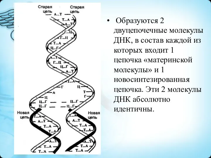 Образуются 2 двуцепочечные молекулы ДНК, в состав каждой из которых входит 1