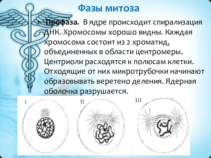 Фазы митоза Профаза. В ядре происходит спирализация ДНК. Хромосомы хорошо видны. Каждая