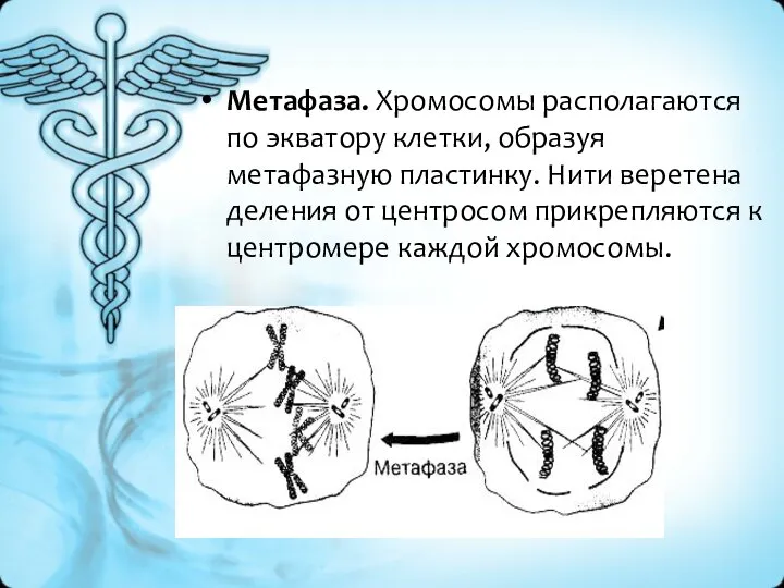 Метафаза. Хромосомы располагаются по экватору клетки, образуя метафазную пластинку. Нити веретена деления