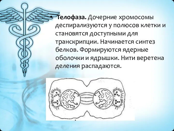 Телофаза. Дочерние хромосомы деспирализуются у полюсов клетки и становятся доступными для транскрипции.