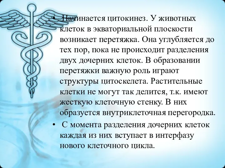 Начинается цитокинез. У животных клеток в экваториальной плоскости возникает перетяжка. Она углубляется