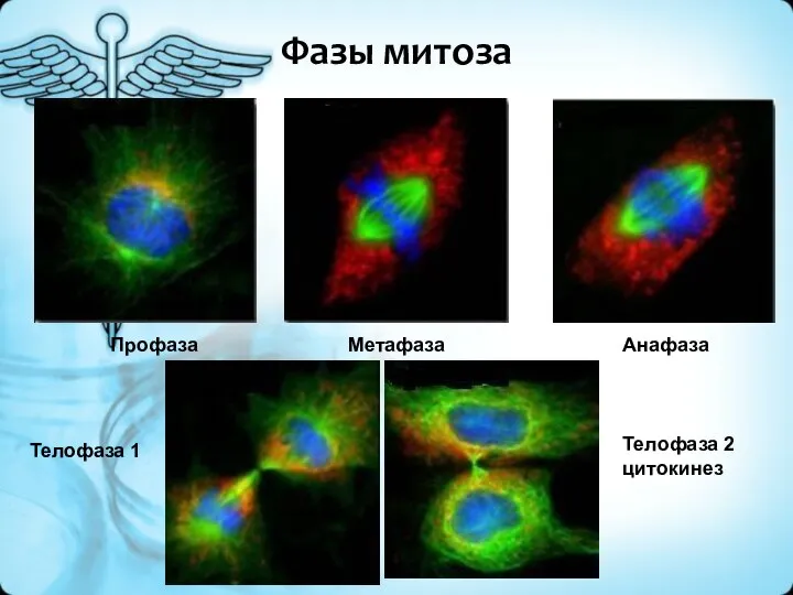 Фазы митоза Профаза Метафаза Анафаза Телофаза 1 Телофаза 2 цитокинез