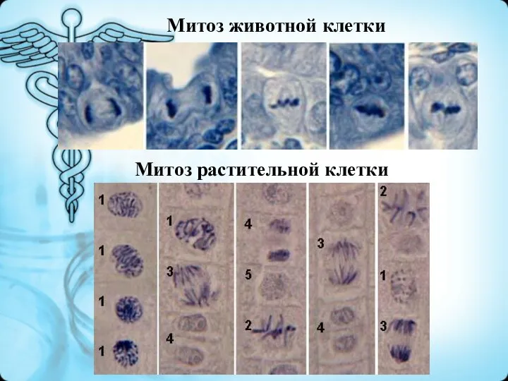 Митоз животной клетки Митоз растительной клетки