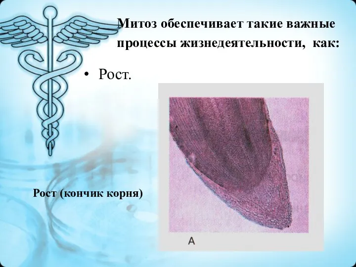 Рост. Митоз обеспечивает такие важные процессы жизнедеятельности, как: Рост (кончик корня)