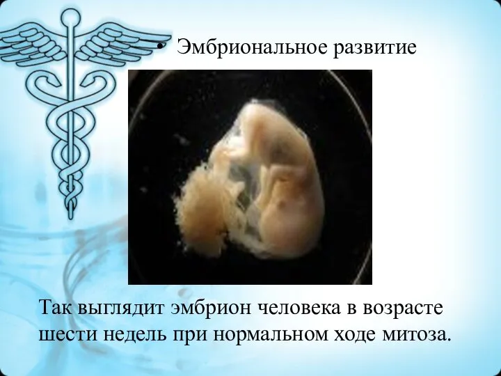 Эмбриональное развитие Так выглядит эмбрион человека в возрасте шести недель при нормальном ходе митоза.