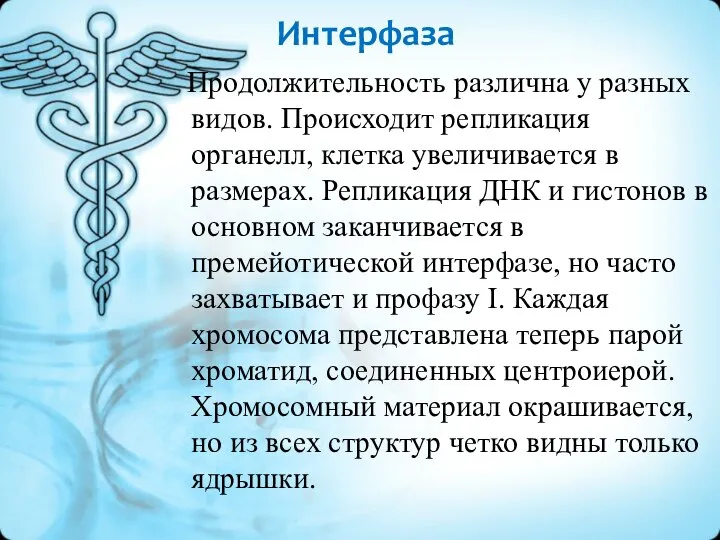 Интерфаза Продолжительность различна у разных видов. Происходит репликация органелл, клетка увеличивается в