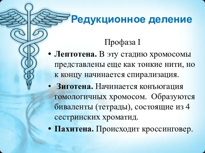 Редукционное деление Профаза I Лептотена. В эту стадию хромосомы представлены еще как