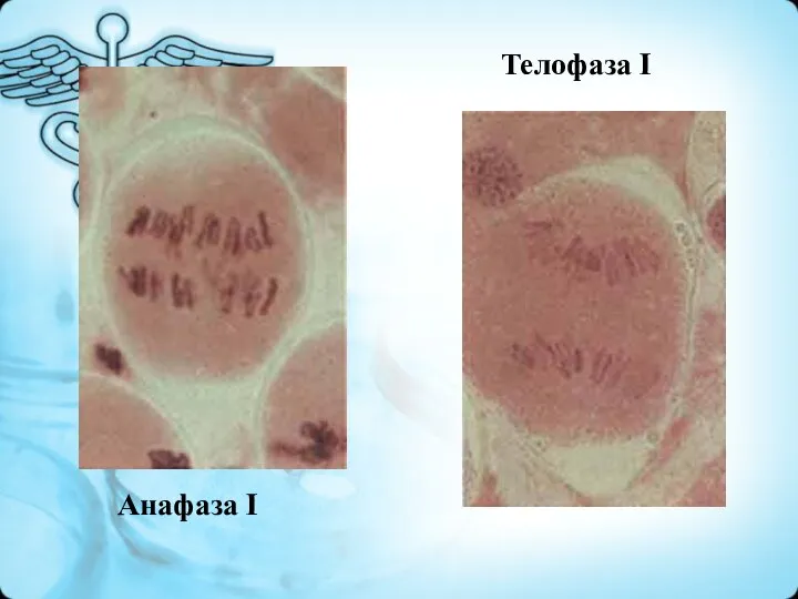Анафаза I Телофаза I