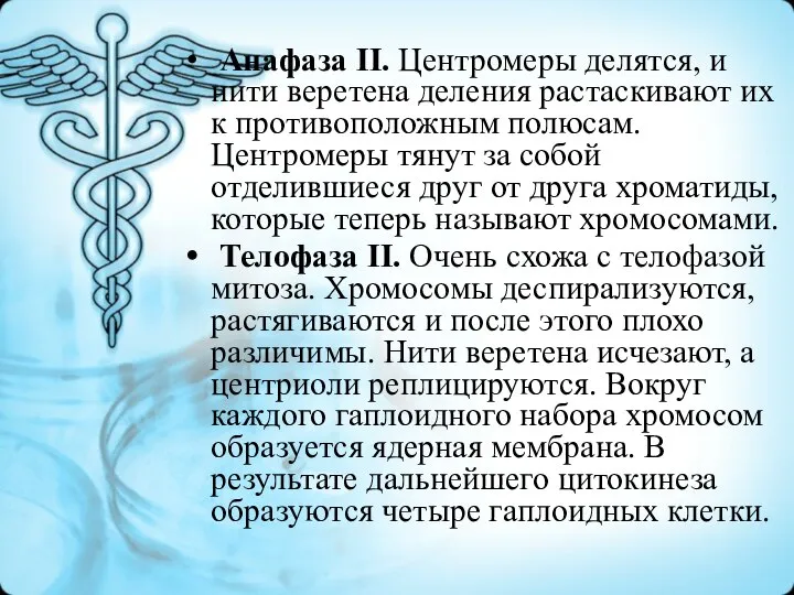 Анафаза II. Центромеры делятся, и нити веретена деления растаскивают их к противоположным